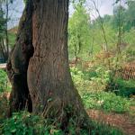 Amela H. (2000)  - Sometimes I feel empty… as emty as that hole in the tree. This is where my first love began....
