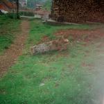 Svetlana J.  (2000)  - This apple tree was alive, now it is just a trunk.