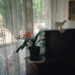 Vojka J.  (2000)  - I hope that one day everything will bloom like this flower. 