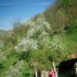 Almasa A. (2005)  - My garden in bloom. I miss my family.