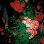 Amela H. (2000)  - When I am disheartened and everything becomes too hard for me, then I regain my strength by looking after and contemplating my flowers.