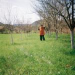 Vojka J.  (2005)  - My orchard. The trees have grown well in the last five years.